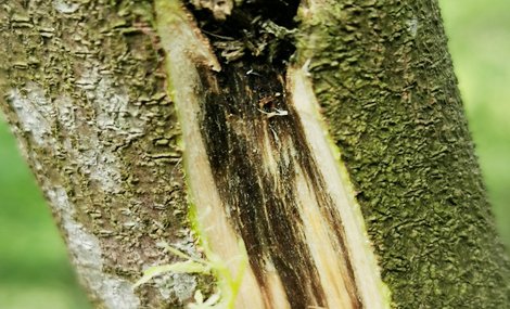 ABOUT KYARASEN Two Decades of Oud Mastery