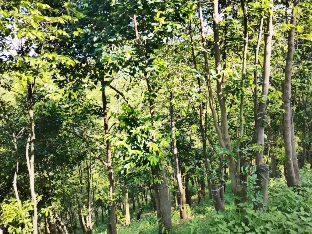 KYARASEN - the premier Kynam source for artisanal agarwood