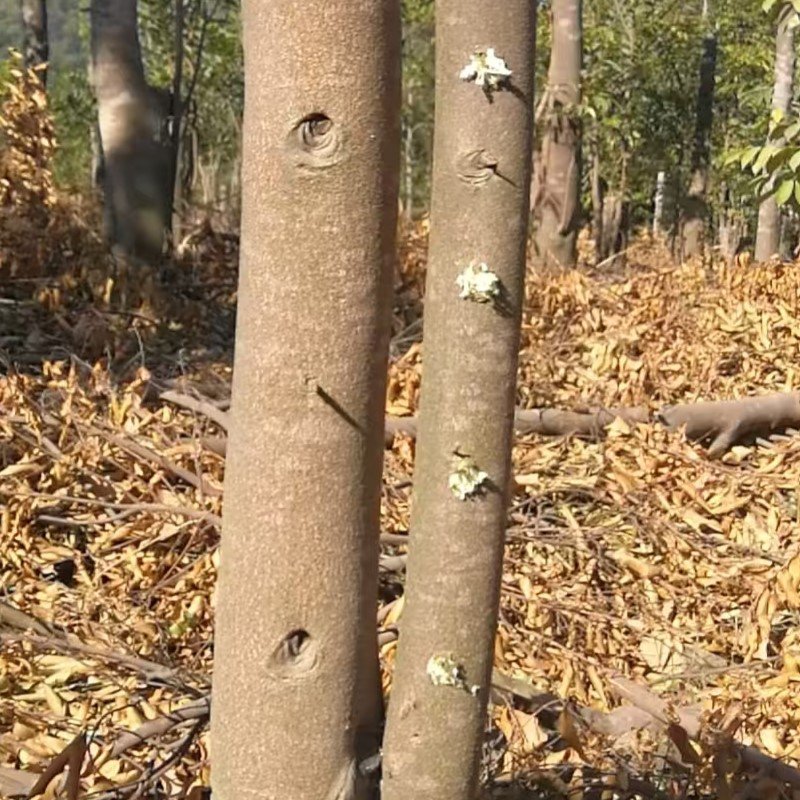 A close-up of the proprietary resin inoculation process on a Kynam tree at KYARASEN estate, triggering the natural formation of dark, potent Oud resin.