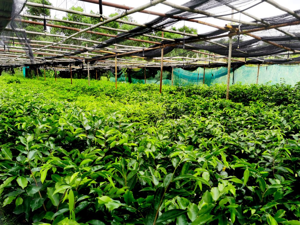 Premium Kynam Agarwood seedlings being cultivated in KYARASEN’s private nursery, ensuring genetic purity from the start.