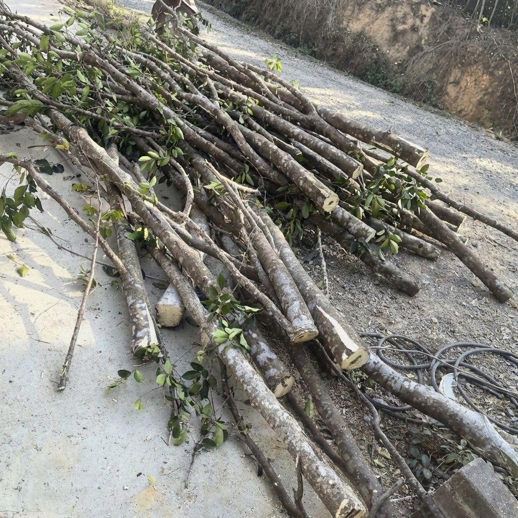 On-site quality inspection of a Kynam tree at KYARASEN estate, featuring small test incisions to verify resin density and aroma profile before harvest.