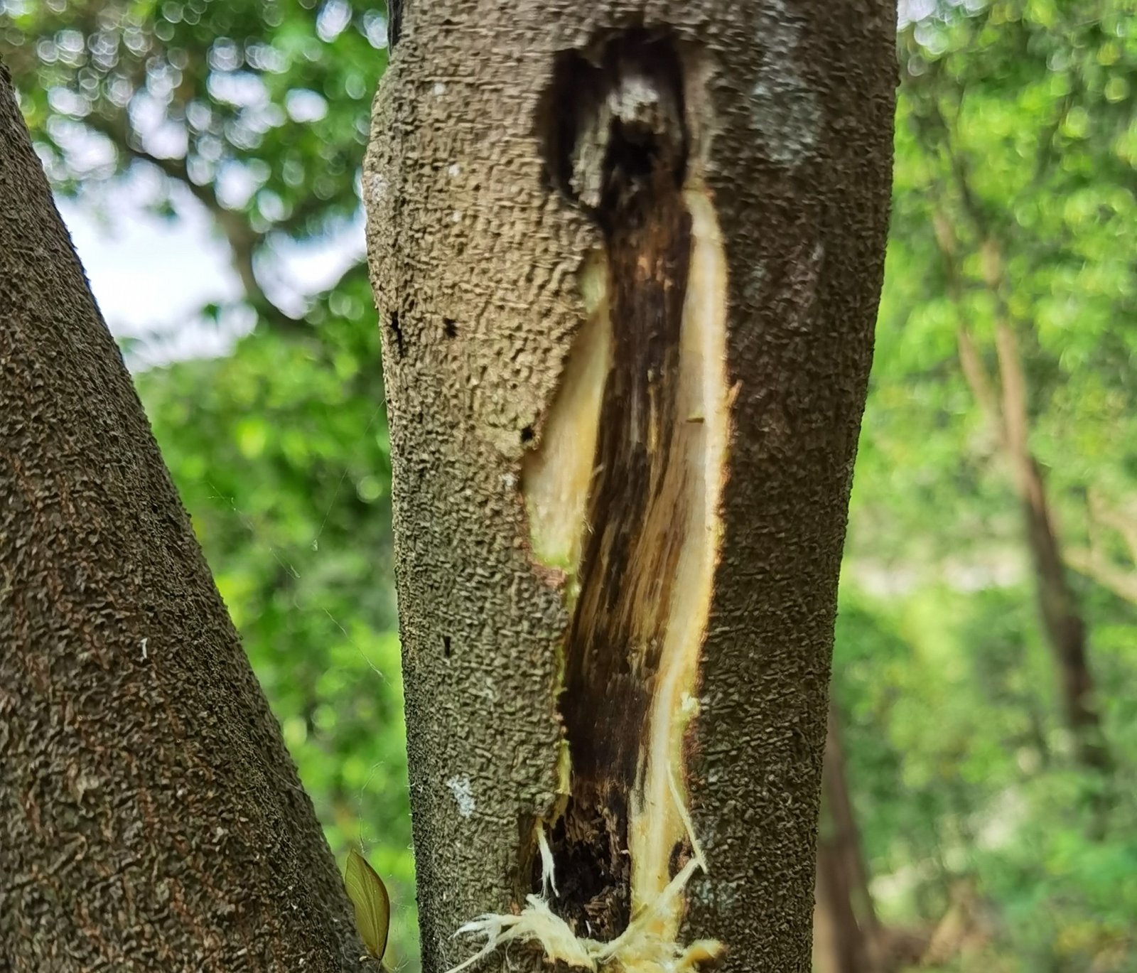 On-site quality inspection of a Kynam tree at KYARASEN estate, featuring small test incisions to verify resin density and aroma profile before harvest.