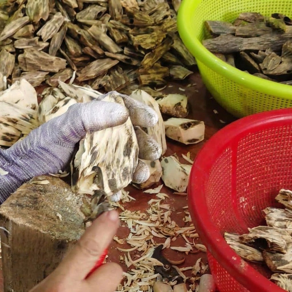 Skilled artisan using precision tools to remove non-resinous white wood from Kynam Oud, ensuring 100% aromatic purity.