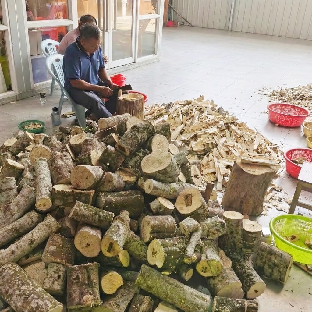 Skilled artisans at KYARASEN manually extracting resinous Kynam heartwood, painstakingly removing non-resinous wood by hand to reveal the pure Oud essence.